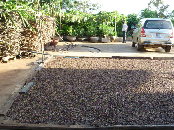 coffee_drying_on_the_concrete_yard