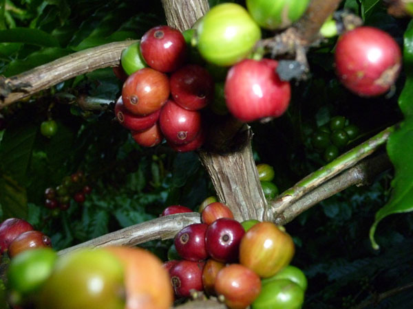 cherries cherries