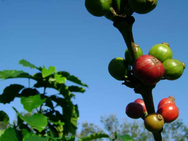 Cherries in the sun