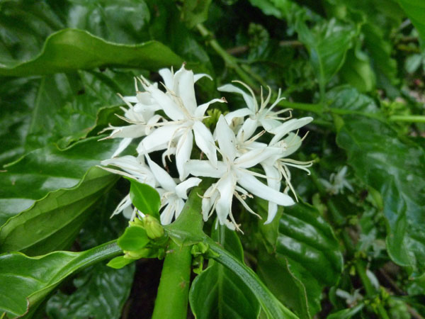 coffee_blossom coffee_blossom
