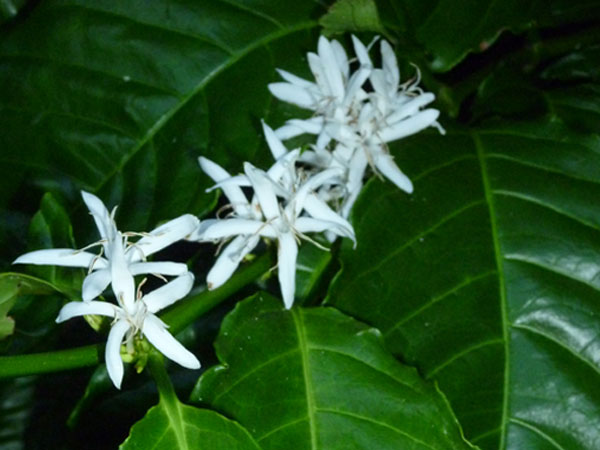 coffee_blossoms coffee_blossoms