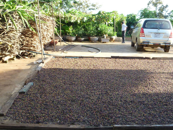 coffee_drying_on_the_concrete_yard coffee_drying_on_the_concrete_yard