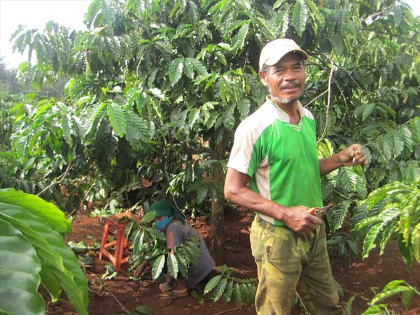 Coffee farmer Coffee farmer