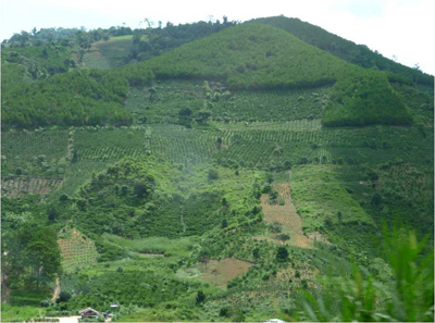 Coffee plantations