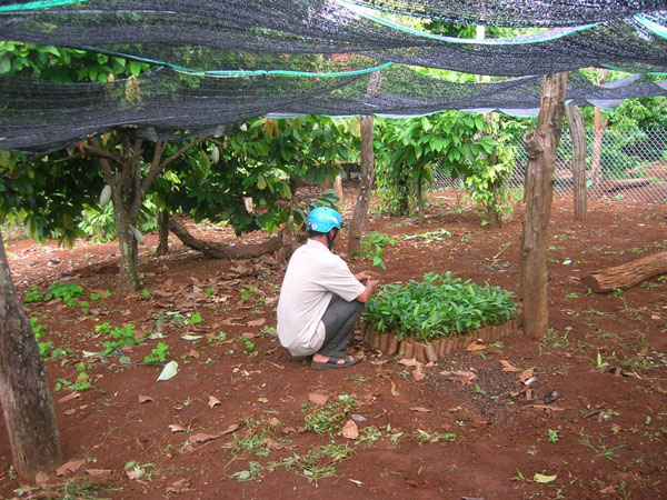 dakman_shade_tree_nursery dakman_shade_tree_nursery