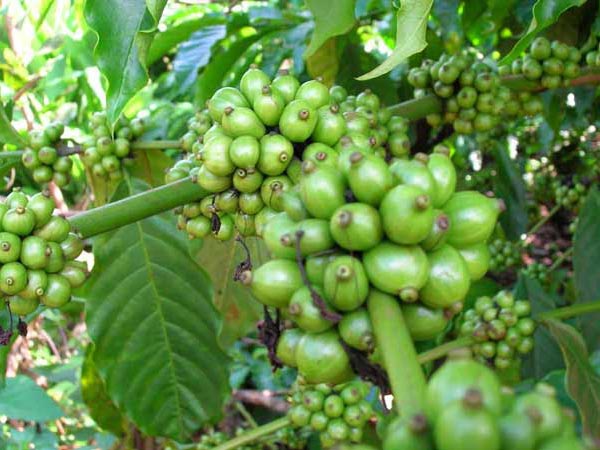 Future crop Future crop