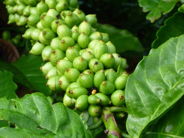 green_cherries green_cherries
