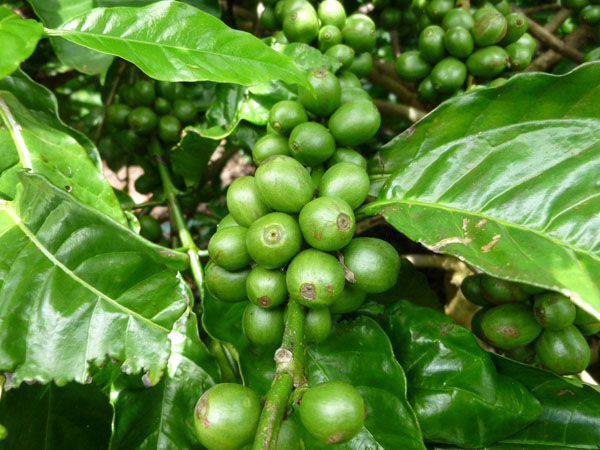 green_cherries_2 green_cherries_2