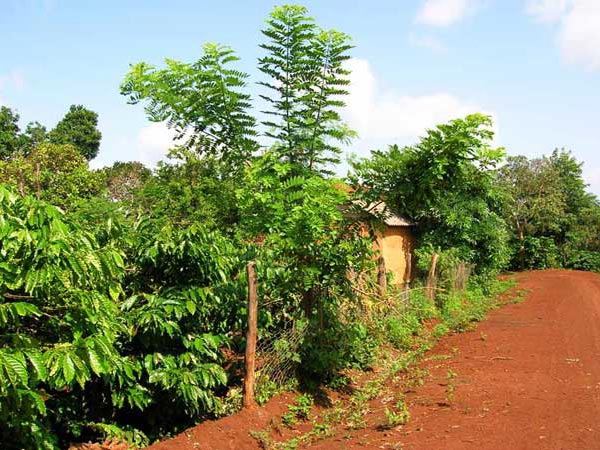 Growers garden