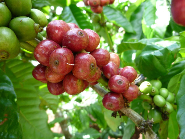 red_cherries red_cherries