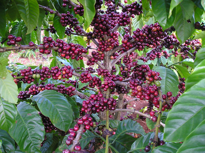 Ripe for harvest Ripe for harvest