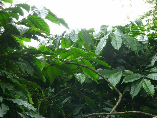 Robusta foliage Robusta foliage