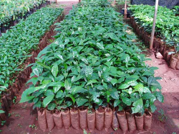 Seedlings Seedlings